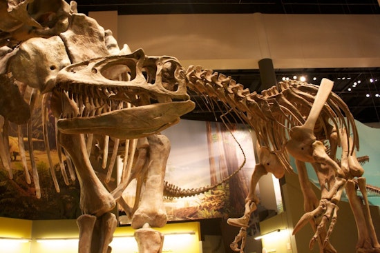 Unlocking Museum Treasures: The Quest for Standardizing Collections Data for Accessibility