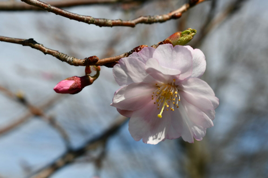 Upper Arlington Holds Third Annual Cherry Blossom Celebration Amidst City-Wide Festivities Honoring U.S.-Japan Friendship