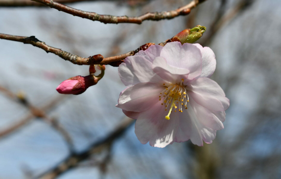 Upper Arlington Holds Third Annual Cherry Blossom Celebration Amidst City-Wide Festivities Honoring U.S.-Japan Friendship