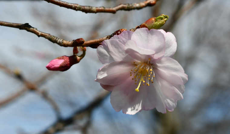 Upper Arlington Holds Third Annual Cherry Blossom Celebration Amidst City-Wide Festivities Honoring U.S.-Japan Friendship