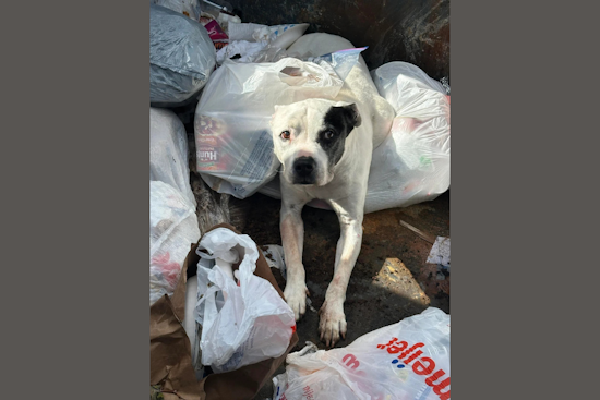 Urgent Search for Owner After Sick Dog Found in Ann Arbor Dumpster, Police & Humane Society Team Up in Rescue Effort