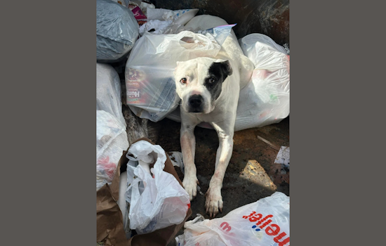 Urgent Search for Owner After Sick Dog Found in Ann Arbor Dumpster, Police & Humane Society Team Up in Rescue Effort