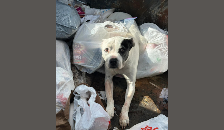 Urgent Search for Owner After Sick Dog Found in Ann Arbor Dumpster, Police & Humane Society Team Up in Rescue Effort