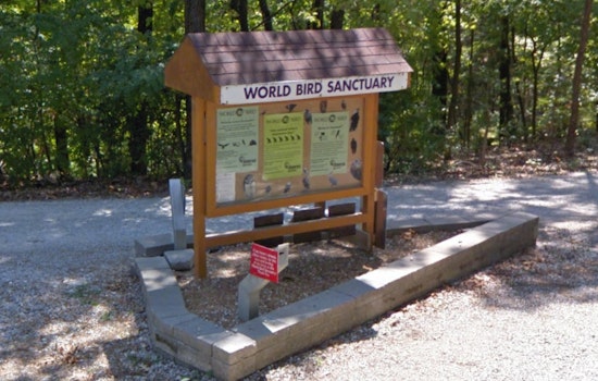 Valley Park Mourns Loss of Beloved Bald Eagle, Murphy, Following Severe Weather