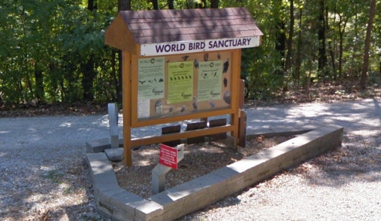 Valley Park Mourns Loss of Beloved Bald Eagle, Murphy, Following Severe Weather