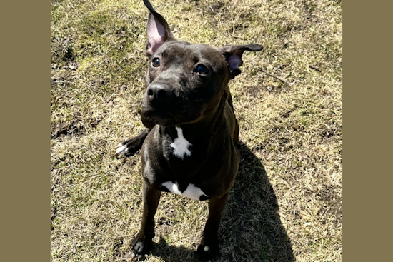 Van Buren County Animal Control Offers Free Adoptions Ahead of Shelter Renovations