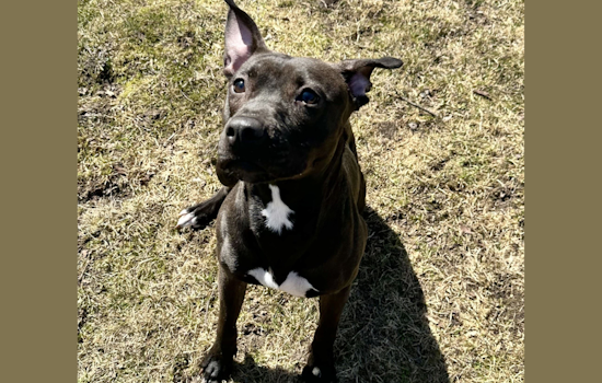 Van Buren County Animal Control Offers Free Adoptions Ahead of Shelter Renovations