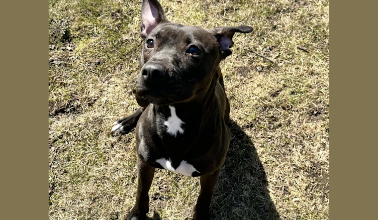 Van Buren County Animal Control Offers Free Adoptions Ahead of Shelter Renovations