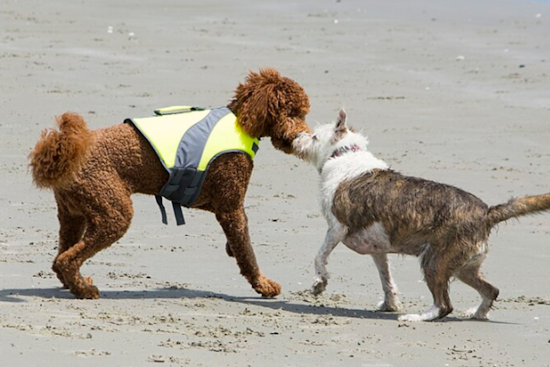Volusia County Considers Permanent Status for Ormond Beach Dog-Friendly Zone After Successful Pilot