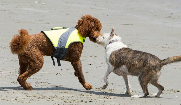 Volusia County Considers Permanent Status for Ormond Beach Dog-Friendly Zone After Successful Pilot