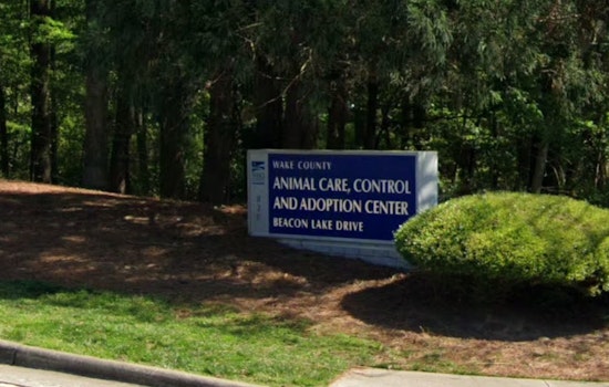 Wake County Animal Center to Reopen Adoptions on March 3 Following Contagious Illness Recovery