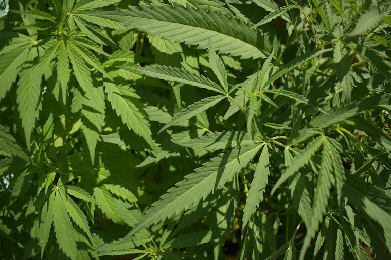 Warren, Michigan Opens Doors to Unlimited Recreational Marijuana Dispensaries Amid Community Debate