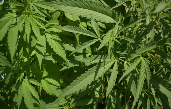 Warren, Michigan Opens Doors to Unlimited Recreational Marijuana Dispensaries Amid Community Debate