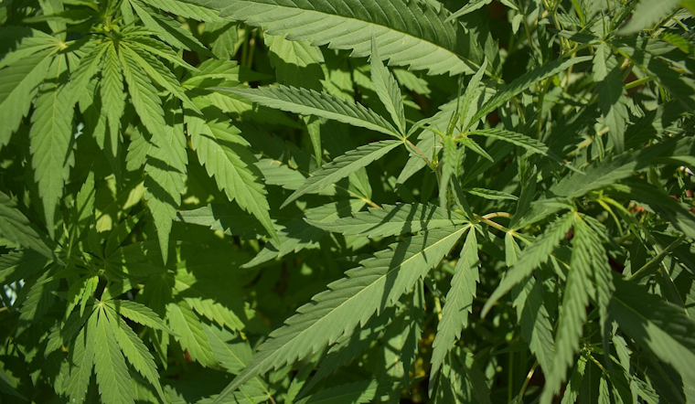 Warren, Michigan Opens Doors to Unlimited Recreational Marijuana Dispensaries Amid Community Debate