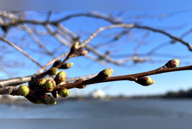 Washington D.C.'s Cherry Blossom Season Begins with First Buds, Peak Bloom Predicted for Late March