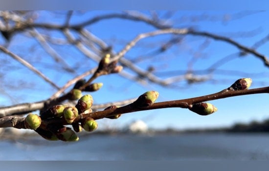 Washington D.C.'s Cherry Blossom Season Begins with First Buds, Peak Bloom Predicted for Late March