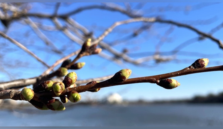 Washington D.C.'s Cherry Blossom Season Begins with First Buds, Peak Bloom Predicted for Late March