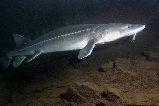 Washington Fish and Wildlife Commission to Host Hybrid Meeting in Kennewick, Focusing on Science Policy and Sturgeon Management