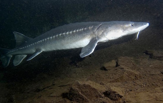 Washington Fish and Wildlife Commission to Host Hybrid Meeting in Kennewick, Focusing on Science Policy and Sturgeon Management