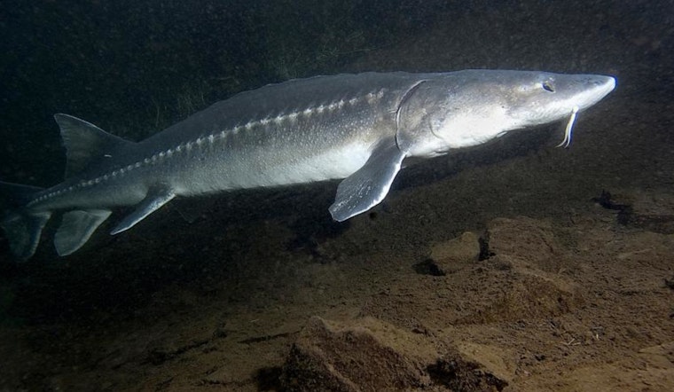Washington Fish and Wildlife Commission to Host Hybrid Meeting in Kennewick, Focusing on Science Policy and Sturgeon Management