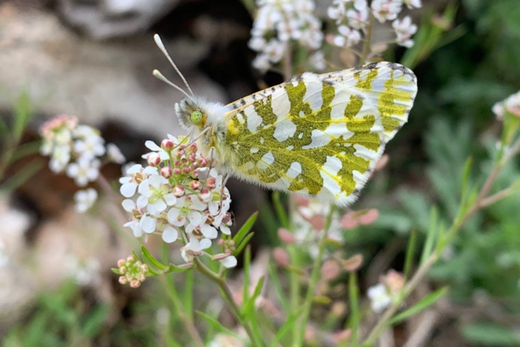 Washington Residents Invited to Comment on Proposed Endangered Status for Island Marble Butterfly