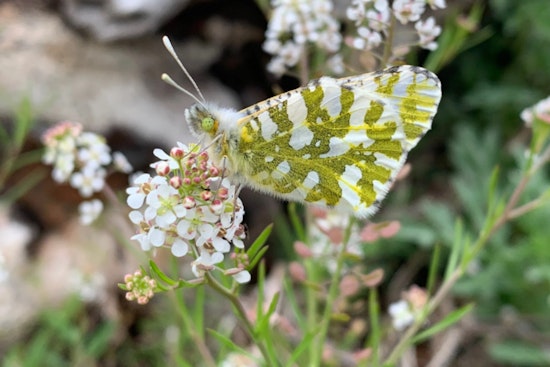 Washington Residents Invited to Comment on Proposed Endangered Status for Island Marble Butterfly