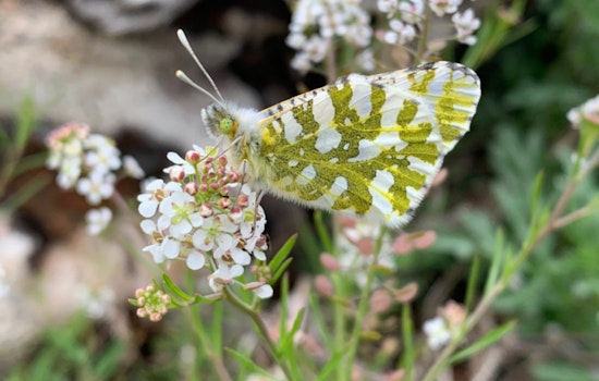Washington Residents Invited to Comment on Proposed Endangered Status for Island Marble Butterfly