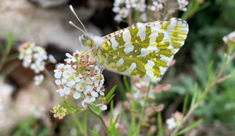 Washington Residents Invited to Comment on Proposed Endangered Status for Island Marble Butterfly