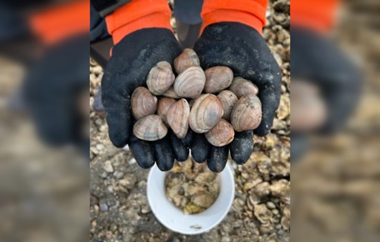 Washington State Opens Clam Oyster and Mussel Seasons as Shellfish Enthusiasts Gear Up for Spring Harvest