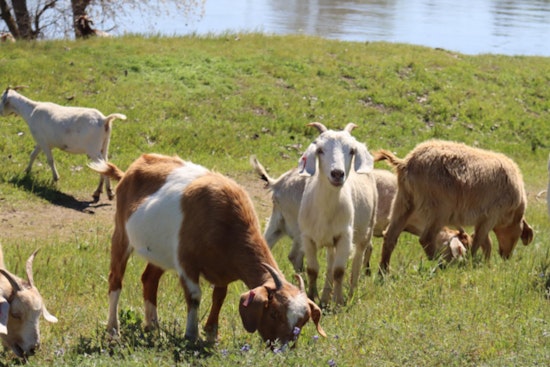 West Sacramento Welcomes Back Eco-Friendly Goats for Sustainable Land Management