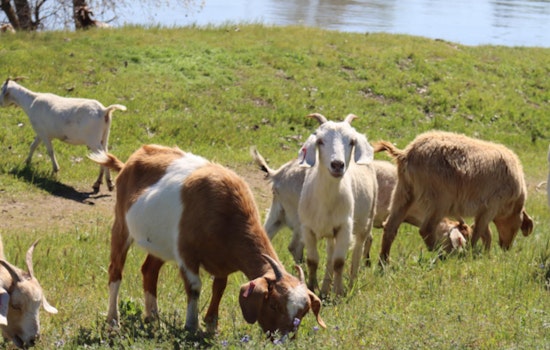 West Sacramento Welcomes Back Eco-Friendly Goats for Sustainable Land Management