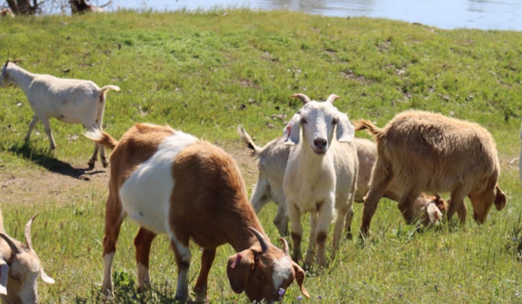 West Sacramento Welcomes Back Eco-Friendly Goats for Sustainable Land Management