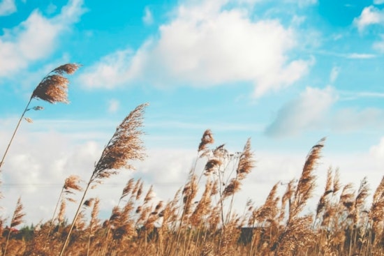 Wind Advisory in Effect for Delaware Maryland New Jersey and Pennsylvania NWS Cautions Residents