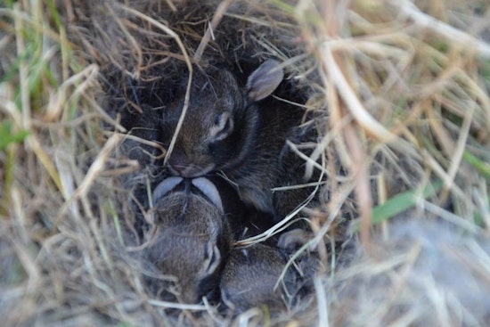Wisconsin DNR Advises Residents on How to Coexist With Spring Wildlife