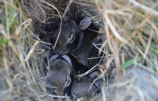 Wisconsin DNR Advises Residents on How to Coexist With Spring Wildlife