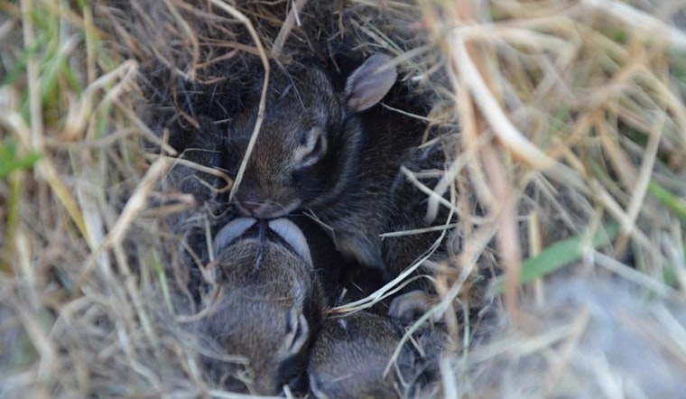 Wisconsin DNR Advises Residents on How to Coexist With Spring Wildlife