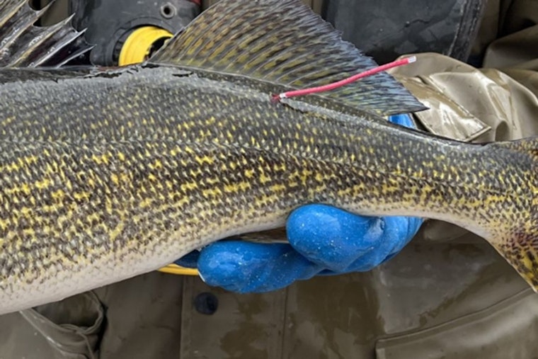 Wisconsin DNR and Walleyes for Tomorrow Tag Thousands of Walleye for Research in Green Bay Waters