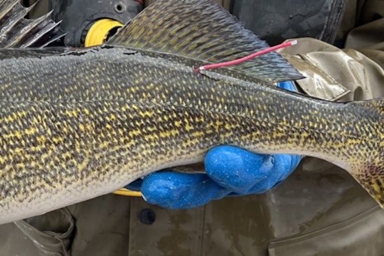 Wisconsin DNR and Walleyes for Tomorrow Tag Thousands of Walleye for Research in Green Bay Waters