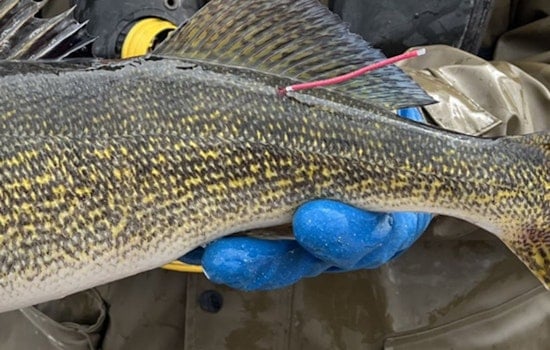 Wisconsin DNR and Walleyes for Tomorrow Tag Thousands of Walleye for Research in Green Bay Waters