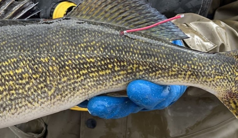Wisconsin DNR and Walleyes for Tomorrow Tag Thousands of Walleye for Research in Green Bay Waters