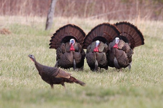 Wisconsin DNR Announces Bonus Harvest Authorizations for Spring Turkey Season; Sale Starts March 17