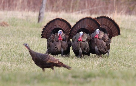 Wisconsin DNR Announces Bonus Harvest Authorizations for Spring Turkey Season; Sale Starts March 17