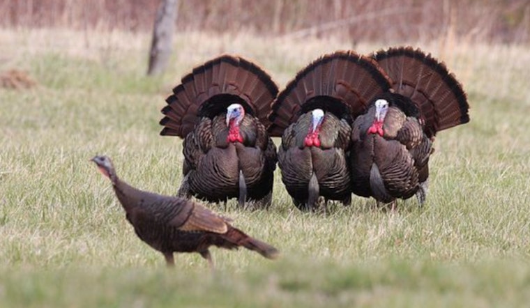 Wisconsin DNR Announces Bonus Harvest Authorizations for Spring Turkey Season; Sale Starts March 17