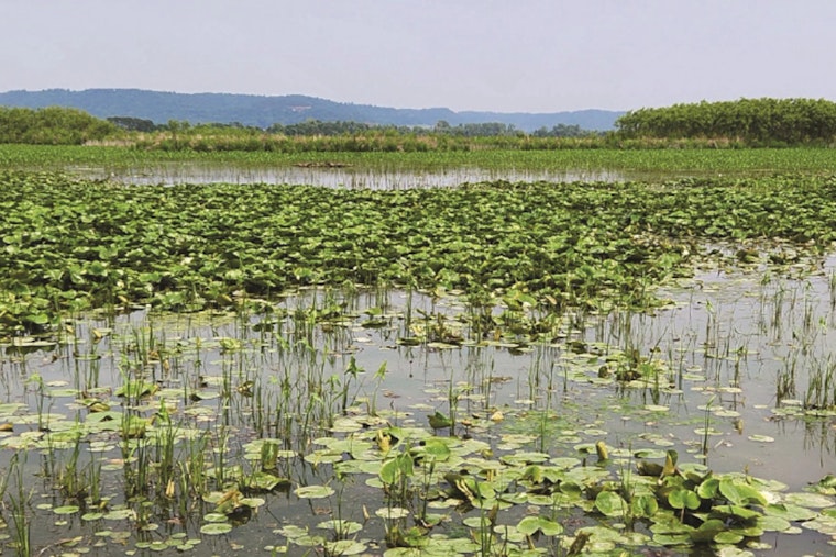 Wisconsin DNR Celebrates Spring with "Marsh Madness" in New Issue of State Natural Resources Magazine