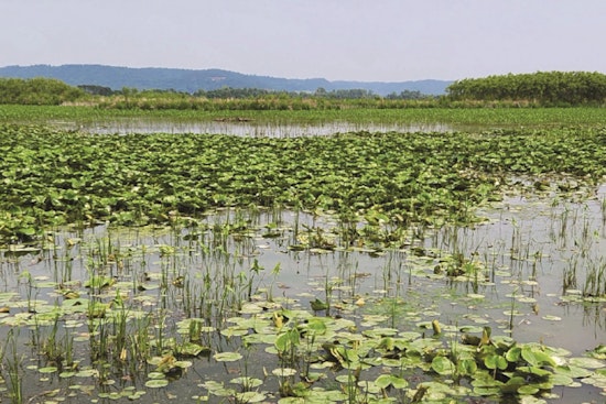 Wisconsin DNR Celebrates Spring with "Marsh Madness" in New Issue of State Natural Resources Magazine