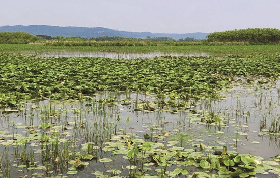 Wisconsin DNR Celebrates Spring with "Marsh Madness" in New Issue of State Natural Resources Magazine