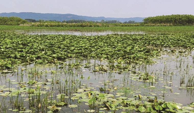 Wisconsin DNR Celebrates Spring with "Marsh Madness" in New Issue of State Natural Resources Magazine
