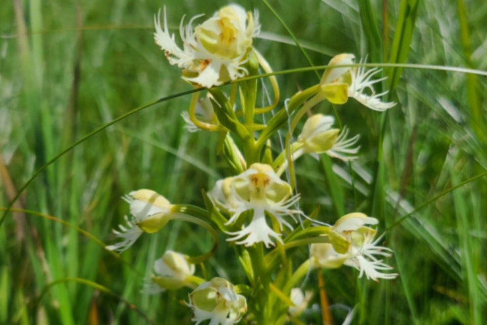 Wisconsin DNR Encourages Taxpayers to Aid Imperiled Wildlife Through Endangered Resources Fund