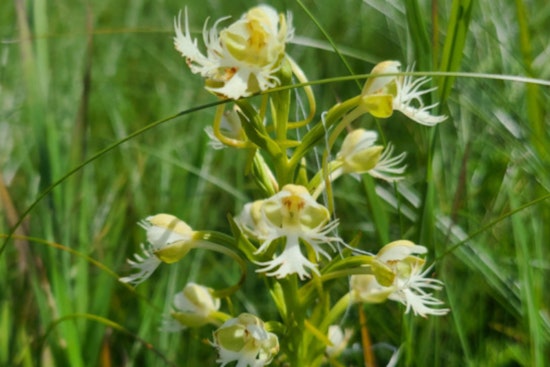 Wisconsin DNR Encourages Taxpayers to Aid Imperiled Wildlife Through Endangered Resources Fund