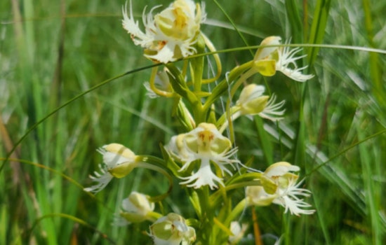 Wisconsin DNR Encourages Taxpayers to Aid Imperiled Wildlife Through Endangered Resources Fund